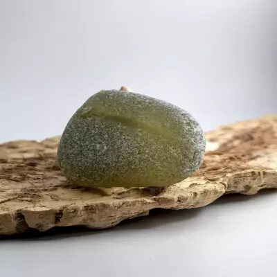 Extra Large Olive sea glass displayed on a driftwood