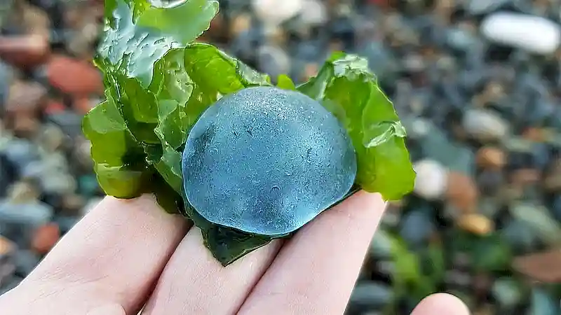 Rare Collector’s Sea Glass
